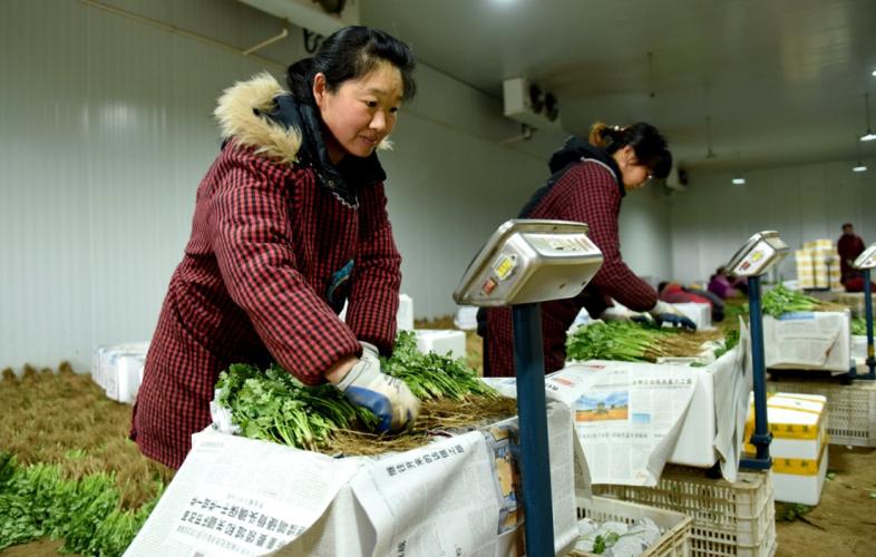 8月25日,临城县公共仓储物流配送中心工作人员将电商销售的蔬菜装箱.